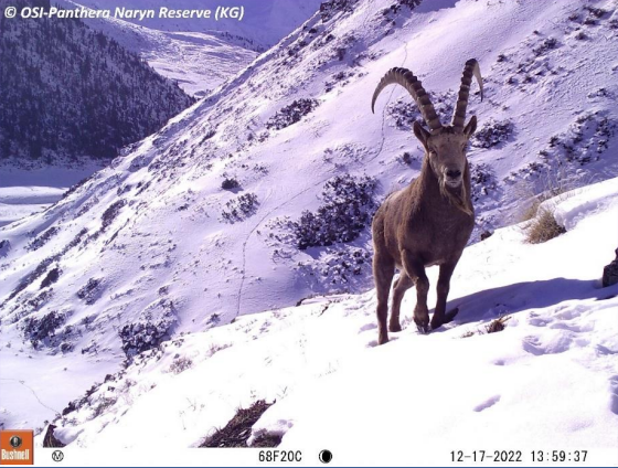 Siberian Ibex Siberian Ibex