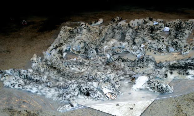 Poaching Snow Leopard