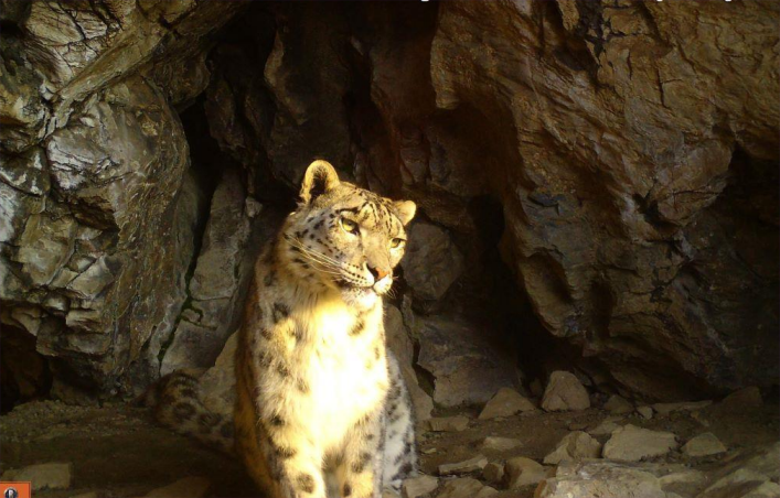 Snow Leopard Snow Leopard