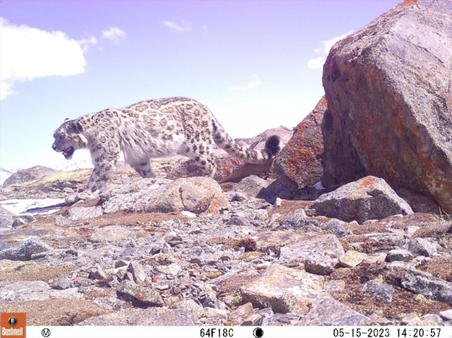 Snow Leopard Snow Leopard