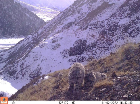 Snow Leopard Snow Leopard