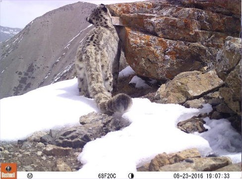 Snow Leopard Snow Leopard