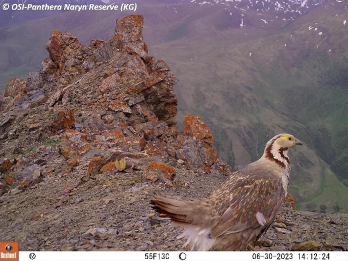 Tetraogallus Himalayensis