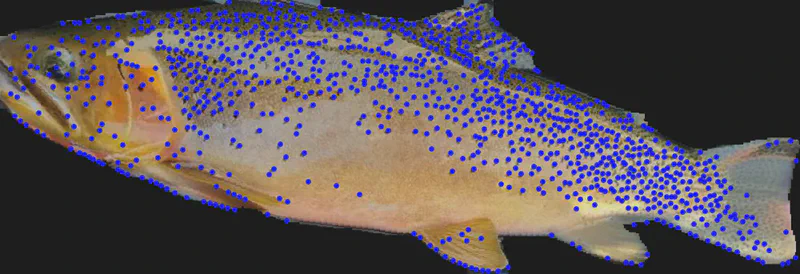 The trout's spot pattern extracted as keypoints