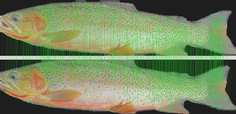 Keypoints matching between two photos of the same trout