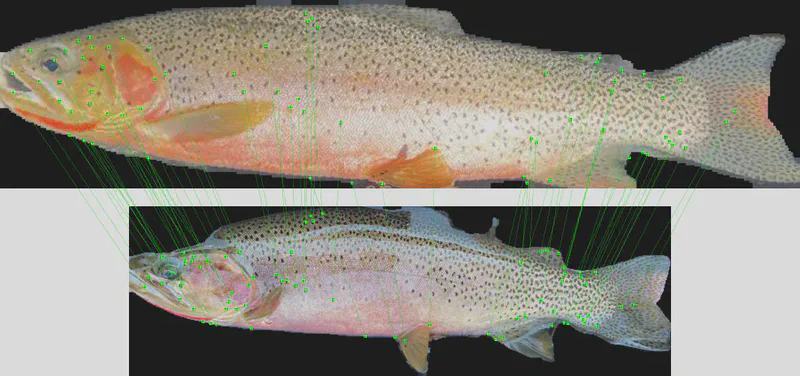 Keypoints not matching between two different trout