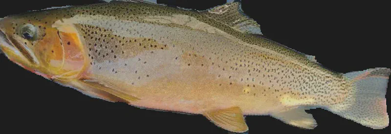 A trout, normalized and cut out from its background
