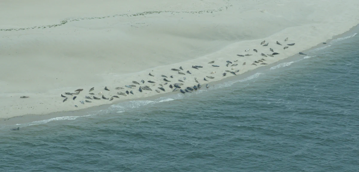 Seals on a sandbank in the Wadden Sea