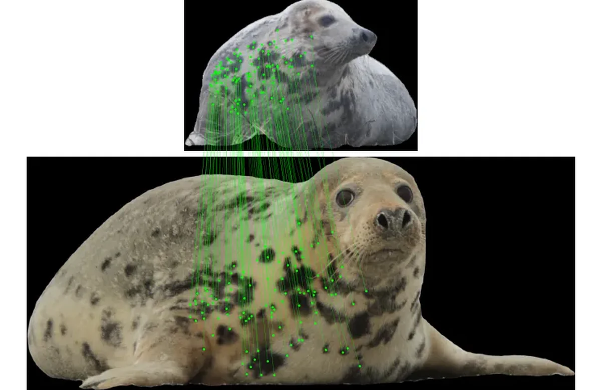 Same seal photographed in different seasons