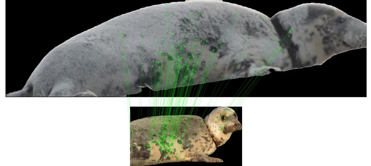 Matching spot patterns between sightings