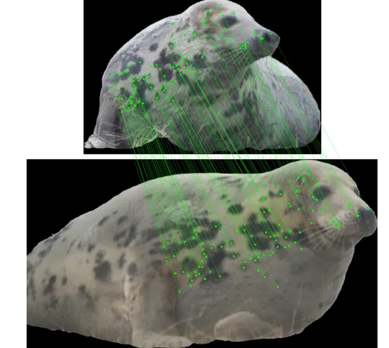 Matching the same seal across photos from its whisker patterns