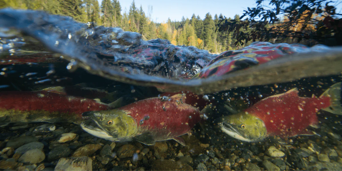 Wild sockeye salmon swimming up a coastal river
