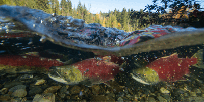 Counting every salmon, every river