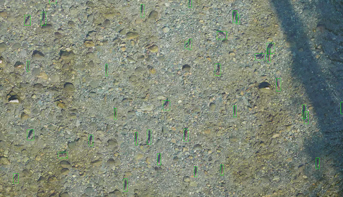 Drone photogrammetry of a salmon stream
