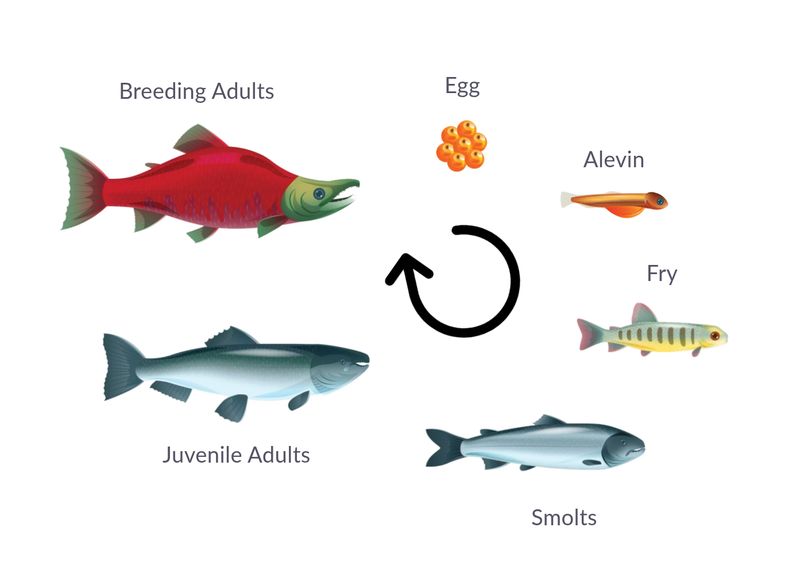 The Pacific salmon life cycle