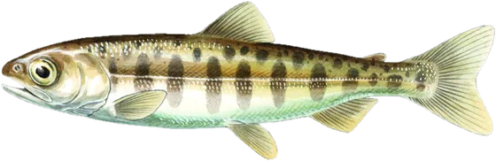 Chinook salmon, juvenile stage