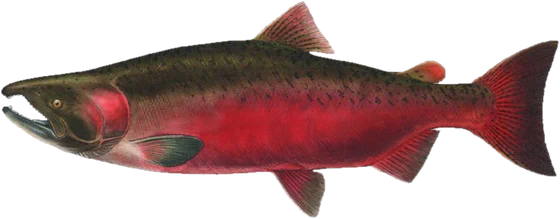 Chinook salmon, spawner stage