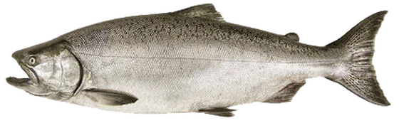 Chinook salmon