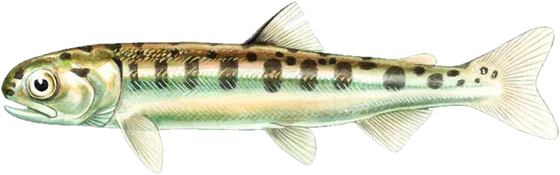 Chum salmon, juvenile stage