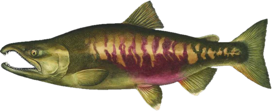 Chum salmon, spawner stage