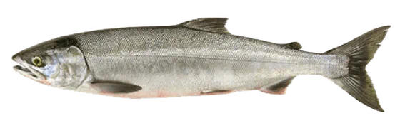 Chum salmon