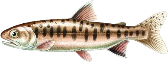 Coho salmon, juvenile stage