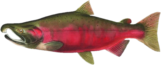 Coho salmon, spawner stage