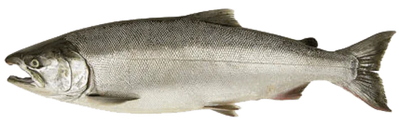 Coho salmon