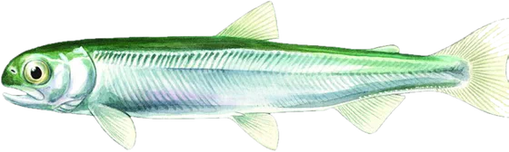 Pink salmon, juvenile stage