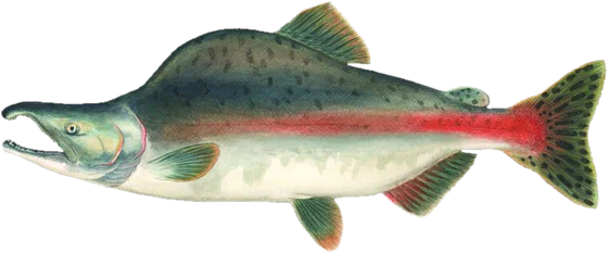 Pink salmon, spawner stage