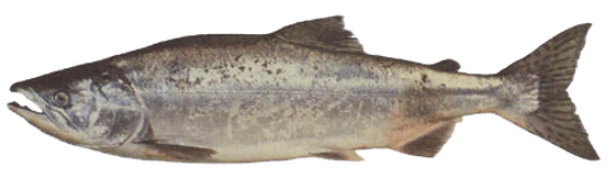 Pink salmon