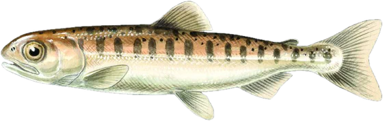 Sockeye salmon, juvenile stage