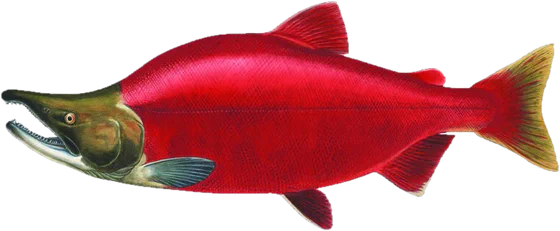 Sockeye salmon, spawner stage