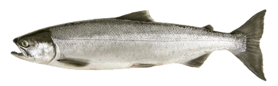 Sockeye salmon