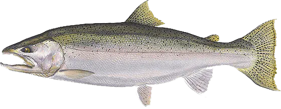 Steelhead salmon