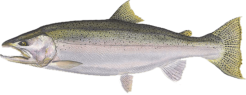 Steelhead