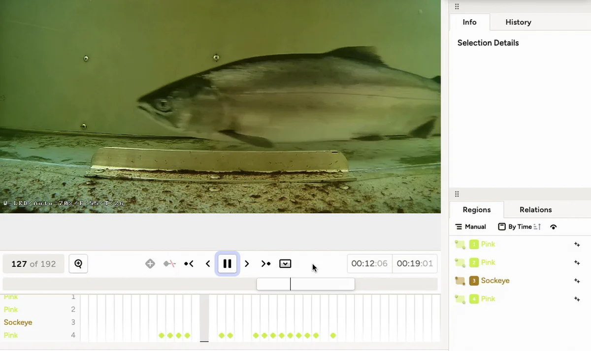A salmon under review in the SalmonVision web app