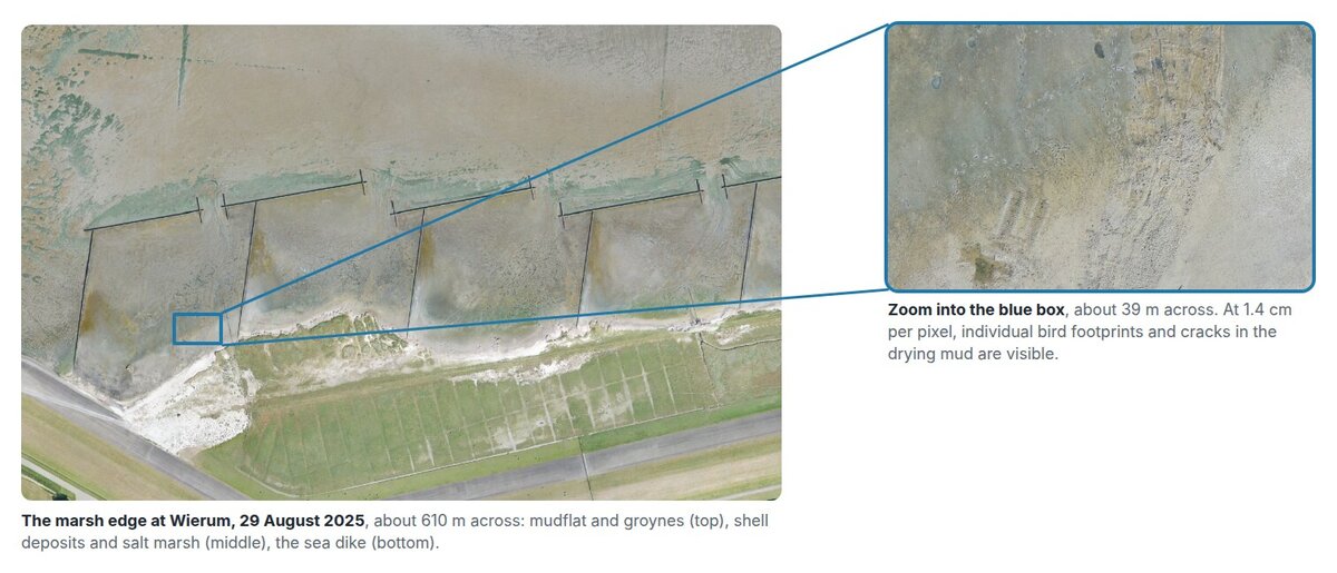 A 600 m stretch of the marsh edge at Wierum and a close-up of a 39 m area in which individual bird footprints are visible