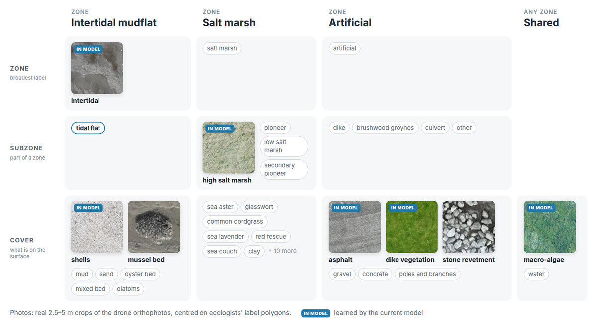 The CODAP taxonomy as a grid of zone, subzone and cover levels across the intertidal mudflat, salt marsh, artificial and shared groups, with real drone-photo chips for intertidal, high salt marsh, shells, mussel bed, asphalt, dike vegetation, stone revetment and macro-algae