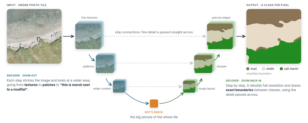 A U-Net, simplified: a drone photo tile is shrunk step by step by the encoder, then rebuilt by the decoder into a map with one class per pixel, with skip connections carrying fine detail across