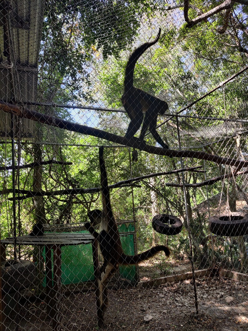 Spider Monkeys