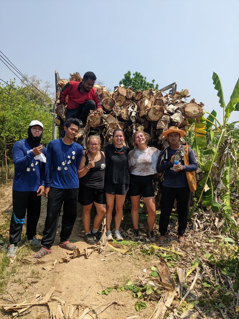 Loaded truck full of banana trees
